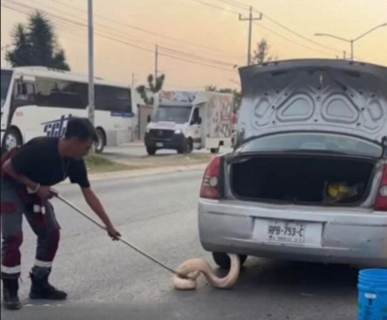 PITÓN DE MÁS DE DOS METROS SORPRENDE A CONDUCTORA EN ZUAZUA